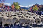 Fall Trailing of the Sheep Festival